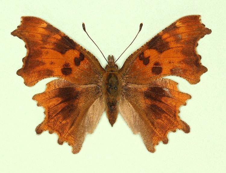 Polygonia c-album female (aberrant form sagittata) (Internet Image property of respective owner, non-commercial use only)